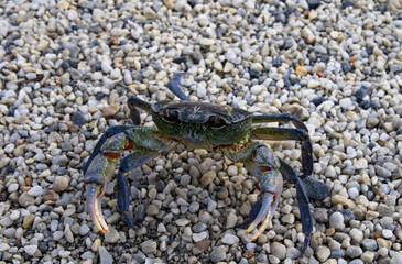 Freshwater crab on small stones, Potamon