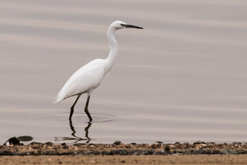 little egret