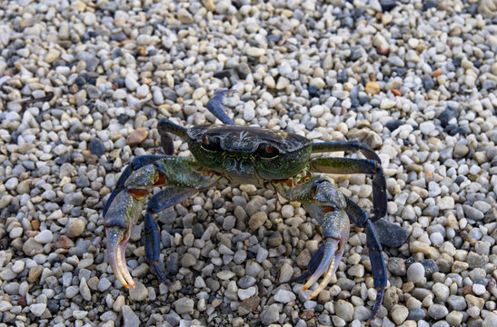 Freshwater crab on small stones, Potamon
