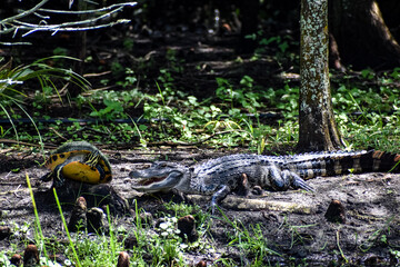 Naklejka na ściany i meble alligator and turtle in the swamp