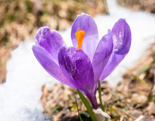 Crocus heuffelianus or Crocus vernus (spring crocus, giant crocus) purple flower blooming through the snow