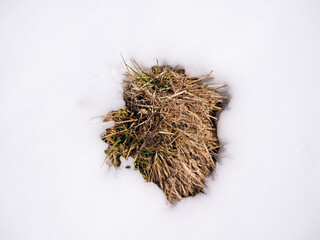White snow background with dried grass in the middle. Abstract natural background