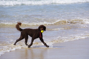 Dog is running on the beach