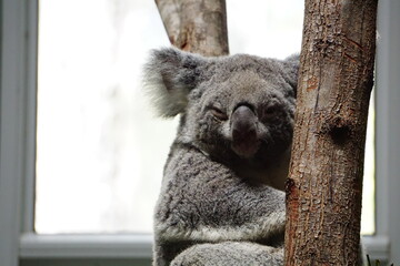 sleepy koala bear in tree