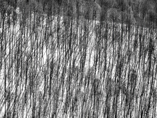 Abstract natural monochrome background. Young barren or dried forest in the mountains.
