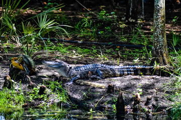 alligator and turtle in the swamp