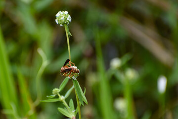 Paper wasp in Everglades National Park, Florida