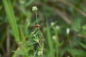 wasp on a blade of grass