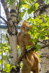Obraz premium ginger cat with white breast sits on a tree in summer