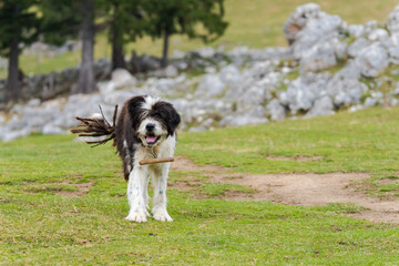 A Furry Black and White Sheepdog Standing on the Meadow and Fluttering Its Tail in the Wind