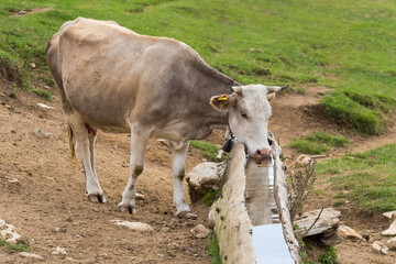 A Brown Cow Drinking Water from a Wooden Tub on a Meadow