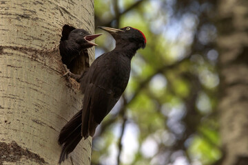 Woodpecker with young in the nest hole. Black woodpecker in the green summer forest. Woodpecker near the nest hole. Wildlife scene with black bird in the nature habitat. Action scene from dark forest