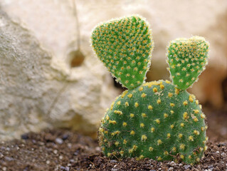 small opuntia microdasys, bunny ears cactus, planted in open ground near a stone wall, with copy...
