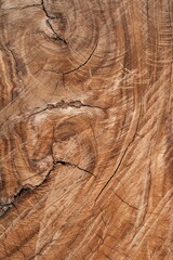 a Section of The Trunk