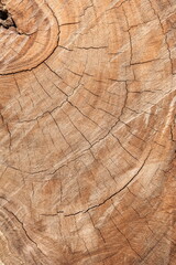 Naklejka premium a Section of The Trunk