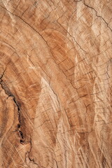 a Section of The Trunk