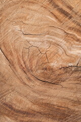 a Section of The Trunk