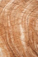 a Section of The Trunk