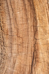 a Section of The Trunk