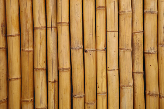 yellow bamboo fence background, vertical bamboo texture