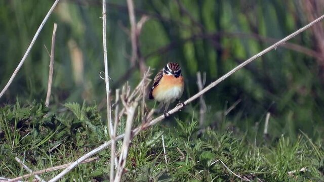 Braunkehlchen&nbsp;(Saxicola rubetra)