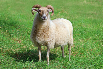 white aries or ram in the grass on meadow looking in camera