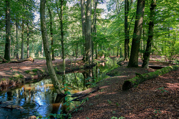 Fototapeta na wymiar A stream called 'the Leuvenumse Brook' flows through the 'Leuvenumse forest' with its mighty beechs, in the beautiful nature reserve 'the Veluwe', province of Gelderland, the Netherlands