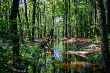 A stream called 'the Leuvenumse Brook' flows through the 'Leuvenumse forest' with its mighty beechs, in the beautiful nature reserve 'the Veluwe', province of Gelderland, the Netherlands