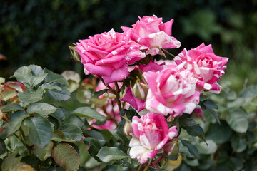 pink rose bush
