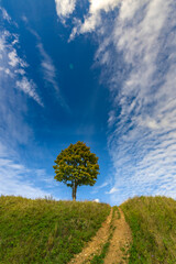 A tree on top of a hill against a blue sky with clouds. The road to the top of the hill. Lonely tree against the sky. Bright greens.
