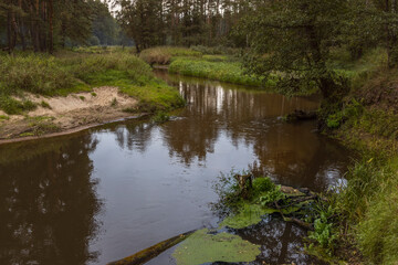 A small river flows through a picturesque forest. Bright green grass on the bank of a forest river. Mystical landscape with a river in an old forest.