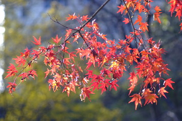 紅葉