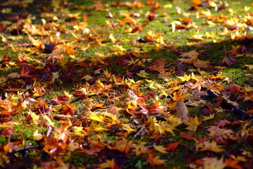 紅葉の絨毯