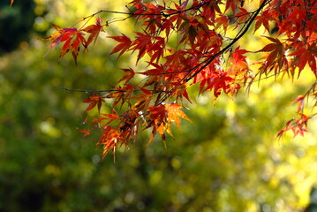紅葉