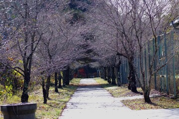 桜並木