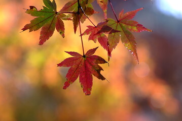 紅葉