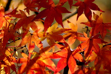 紅葉