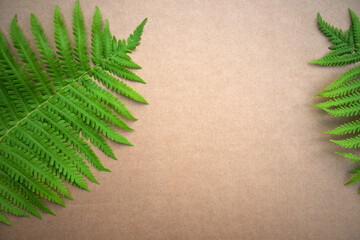 A green fern leaf on a blank sheet of paper, a place for text. Eco-friendly background. Forest fern.