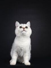 Cute silver shaded British Shorthair cat kitten, sitting facing front. Looking up. Isolated on a black background.
