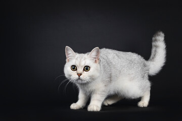 Cute silver shaded British Shorthair cat kitten, standing side ways head down. Looking towards camera. Isolated on a black background.