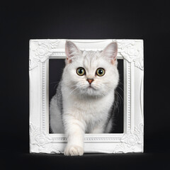 Cute silver shaded British Shorthair cat kitten, standing through white photo frame. Looking straight to camera. Isolated on a black background.