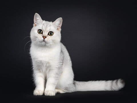 Cute silver shaded British Shorthair cat kitten, sitting side ways. Looking towards camera. Isolated on a black background.