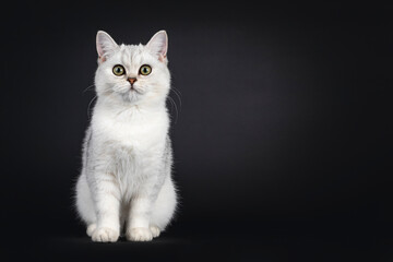 Fototapeta na wymiar Cute silver shaded British Shorthair cat kitten, sitting facing front. Looking towards camera. Isolated on a black background.
