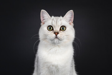 Fototapeta na wymiar Head shot of cute silver shaded British Shorthair cat kitten, sitting facing front. Looking towards camera. Isolated on a black background.