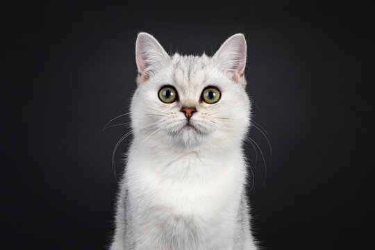 Head shot of cute silver shaded British Shorthair cat kitten, sitting facing front. Looking towards camera. Isolated on a black background.