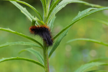 furry caterpillar sits on a plant
