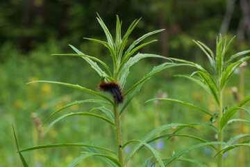 furry caterpillar sits on a plant
