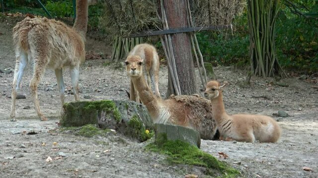 A group of vicuna (Vicugna vicugna)