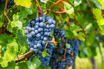 blue merlot grapes in green vineyard