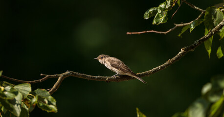 Spotted Flycatcher (Muscicapa striata) on branch